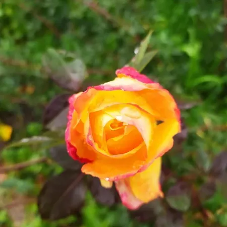 Quinta Da Lua Nova Bed & Breakfast *