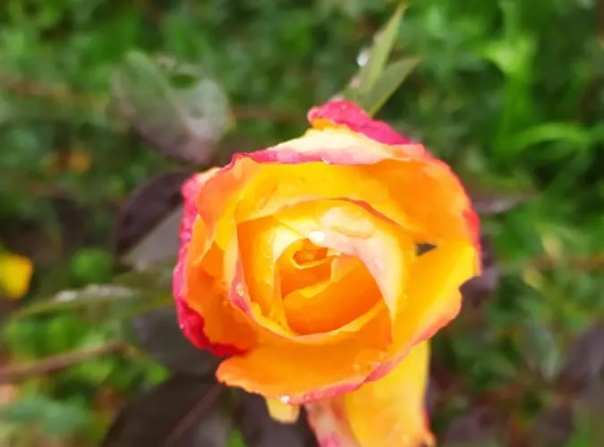 Quinta Da Lua Nova Alojamento de Acomodação e Pequeno-almoço *